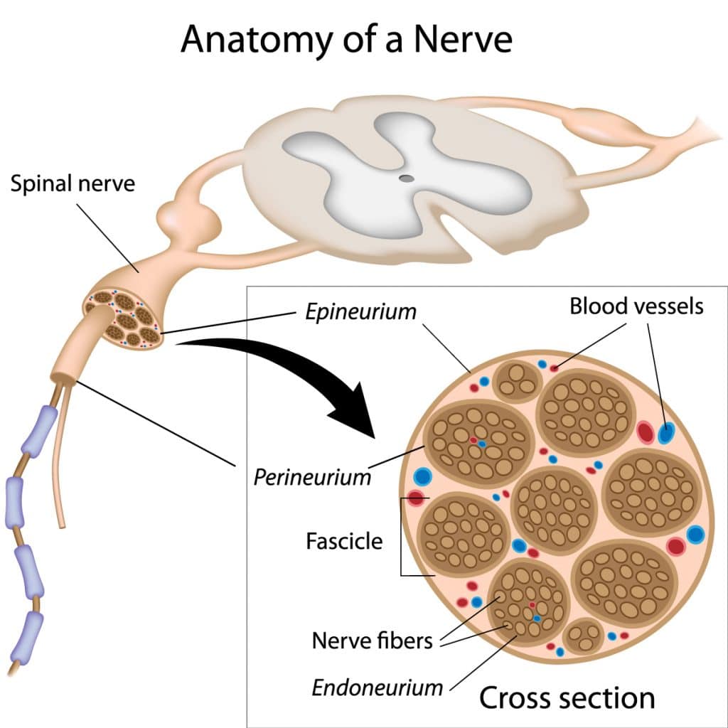 motor nerve