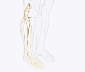 nerves in the legs