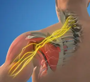brachial plexus